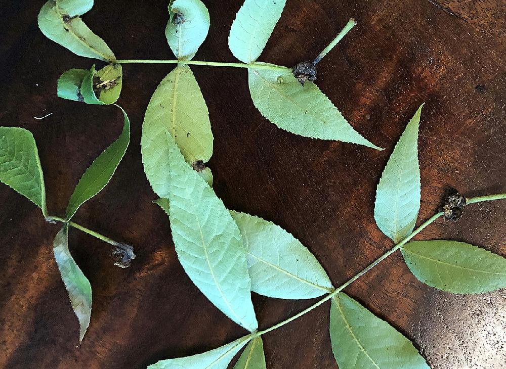 IN THE GARDEN answers readers' questions on roses, hickory tree