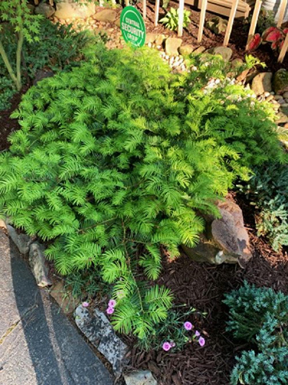 IN THE GARDEN answers readers' questions on roses, hickory tree