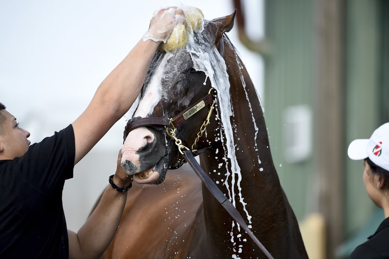 The Associated Press CLEANING UP: War of Will is washed Thursday after exercising in preparation of the Preakness Stakes at Pimlico Race Course in Baltimore. The race is scheduled to take place Saturday.