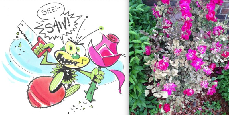 (Left) Special to the Democrat-Gazette/RON WOLFE; (right) Reader's photo of sawfly-infested rosebush (Special to the Democrat-Gazette)
