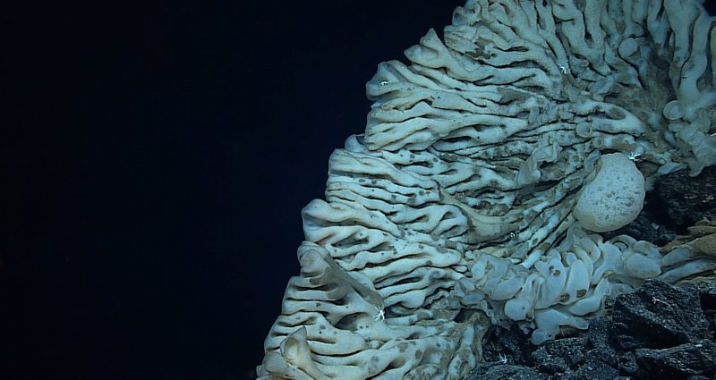 This Aug. 12, 2015 file photo provided by NOAA's Office of Exploration and Research/Hohonu Moana 2015 shows a massive sponge photographed at a depth of about 7,000 feet in the Papahanaumokuakea Marine National Monument off the shores of the Northwestern Hawaiian Islands. (NOAA Office of Exploration and Research/Hohonu Moana 2015 via AP, File)
