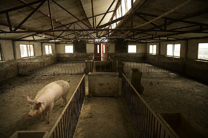A single pig occupies this barn at a pig farm in Jiangjiaqiao village in China, where an outbreak of African swine fever that began last fall has killed 1 million pigs and decimated the country’s pork industry. 