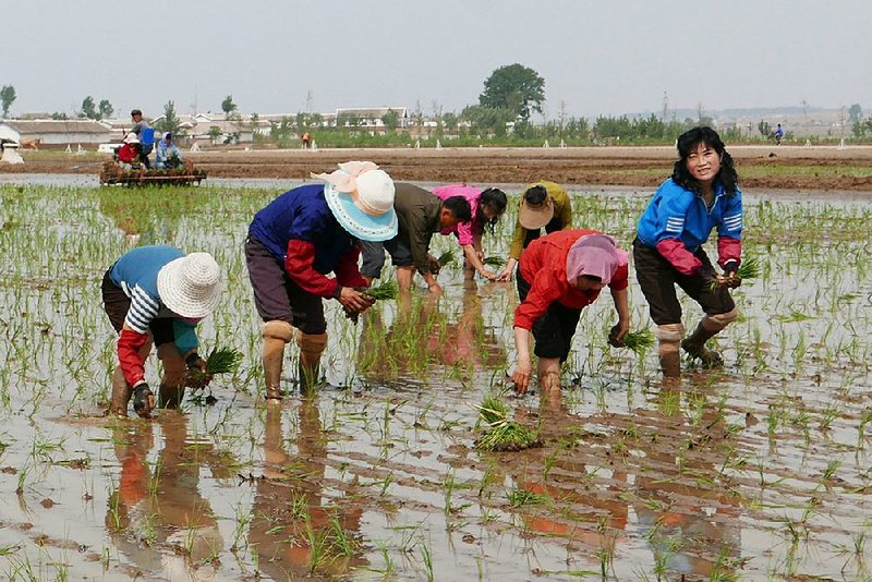 North Korean farmers plant rice seedlings in a field at the Sambong Cooperative Farm, South Pyongan Province, North Korea on Friday. 