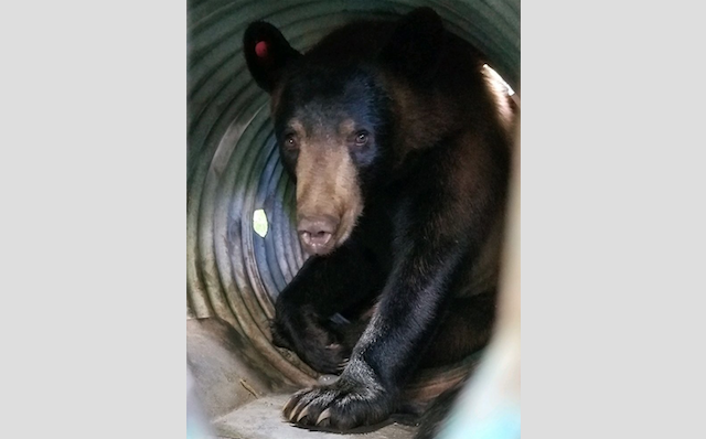A young black bear, seen wandering around Hope Wednesday, awaits relocation after being captured by Arkansas Game and Fish Commission biologists. - Contributed photo