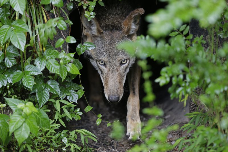 A female red wolf emerges from her den sheltering newborn pups at the Museum of Life and Science in Durham, N.C., on Monday, May 13, 2019. The Associated Press found that over the last two decades, more than half of Mexican wolf deaths and about one in four red wolf deaths resulted from gunshots or were otherwise deemed illegal. (AP Photo/Gerry Broome)