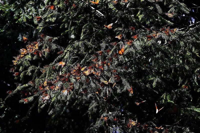 Monarch butterflies gather in February in the Amanalco de Becerra sanctuary in the mountains of central Mexico, where observers say the monarch population is showing improvement. 