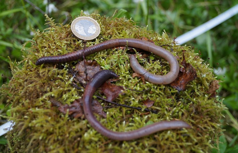 An undated image provided by Cristina Gonzalez Sevilleja shows two earthworms next to a two pound coin. (Cristina Gonzalez Sevilleja via The New York Times)