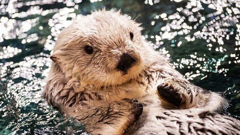 A sea otter is among the interesting cast of animal characters on the Animal Planet series The Aquarium, a spinoff of The Zoo, a series focused on the Bronx Zoo in New York.