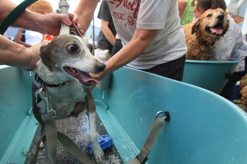 Dogs can get clean and pampered at Love Your Dog Day, a day full of dog-theme fun to benefit local dog rescue organizations. Democrat-Gazette file photo