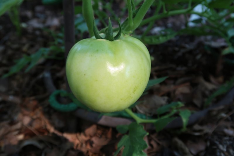 Special to the Democrat-Gazette/JANET B. CARSON Tomatoes are subject to various diseases whose pathogens build up in the soil from year to year, so it makes sense to rotate planting sites. 