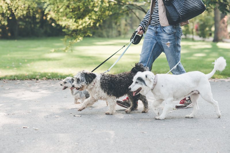 Courtesy of Laurentiu Nica/Dreamstime.com A dog's life: Daily dog walks are a necessary part of a healthy routine for pets and their humans. story.lead_photo.caption