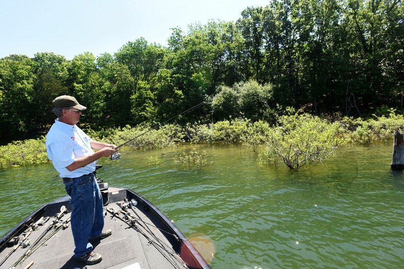 NWA Democrat-Gazette/FLIP PUTTHOFF A high water level translates into a good spawn of black bass, crappie and other game fish at Beaver Lake if the water remains high through mid summer. Mitch Glenn of Garfield fishes for bass during May in flooded bushes at Beaver Lake in the Rocky Branch area.
