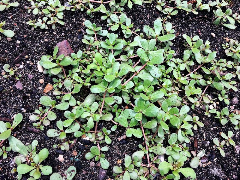 Low-growing purslane is a weed that thrives in poor soil. 