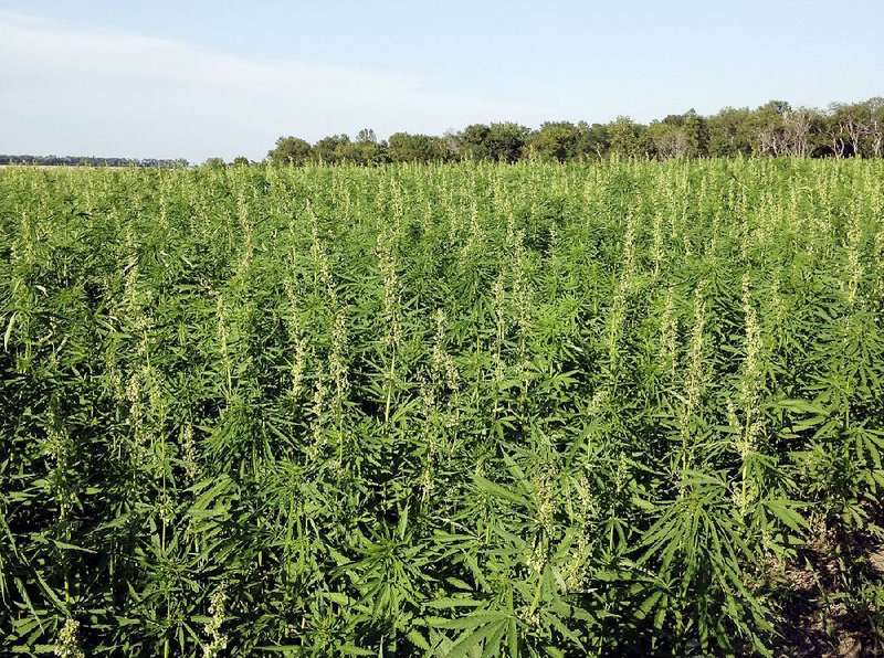 Industrial hemp, like this growing in 2016 in North Dakota’s Benson County, is an emerging market for farmers.