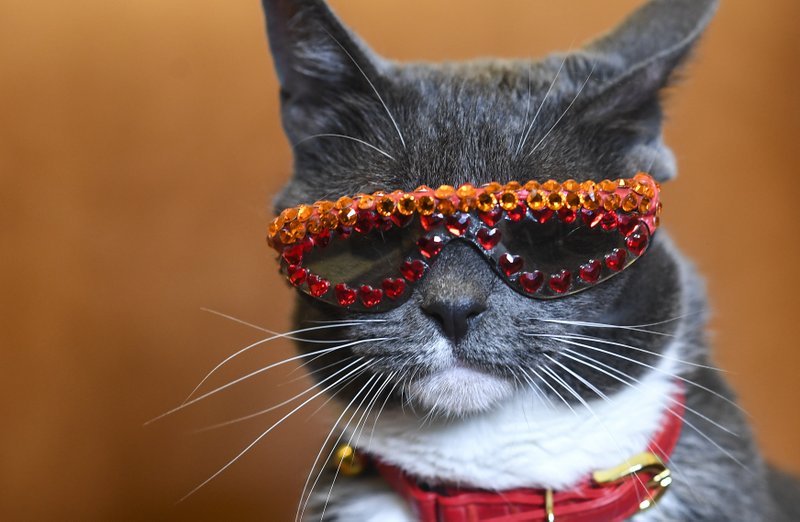Bagel, a.k.a., Sunglass Cat, was born without eyelids and wears bedazzled sunglasses to protect her eyes from dust and debris. Washington Post photo/Toni L. Sandys