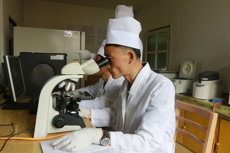 In this June 10, 2019, file photo, researchers of the Veterinary Institute under the Academy of Agricultural Research check on African Swine Flu at Ryongsong District in Pyongyang, North Korea. N (AP Photo/Cha Song Ho, File)