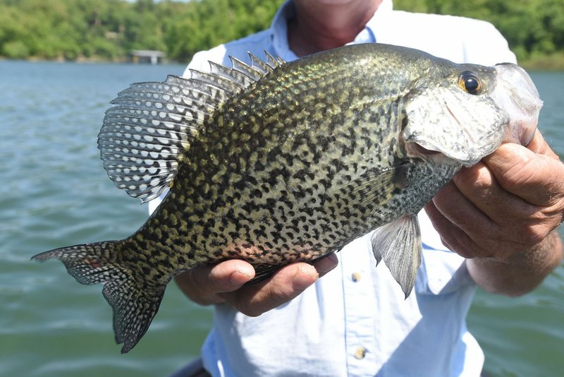 This crappie was caught in Beaver Lake with a jig. Trolling crank baits is another effective way to catch crappie in late spring and long into summer.