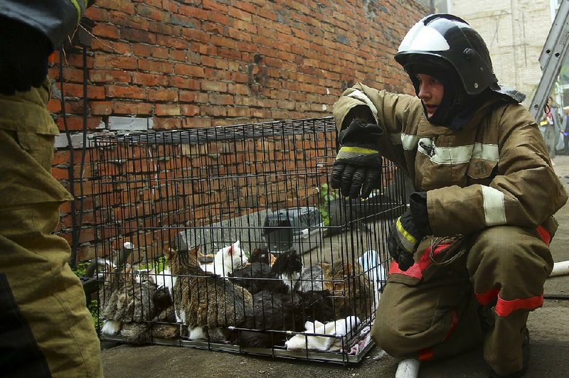 An emergency worker prepares to evacuate cats after an animal shelter caught fire Friday in St. Petersburg, Russia. Rescuers said 300 cats and seven dogs were saved.