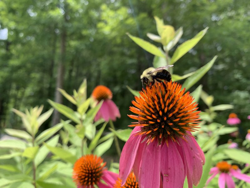 A bee's legs are coated with pollen as it searches for food on a purple coneflower in south Pulaski County on Tuesday. (Arkansas Democrat-Gazette/Alyson Hoge)


for HomeStyle