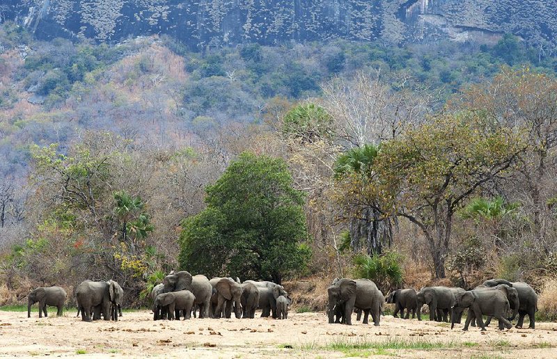 Aggressive poaching reduced the number of elephants at the Niassa reserve in Mozambique to about 3,600 in 2016, according to an aerial survey. Early analysis of an October 2018 survey indicated a population of about 4,000. 