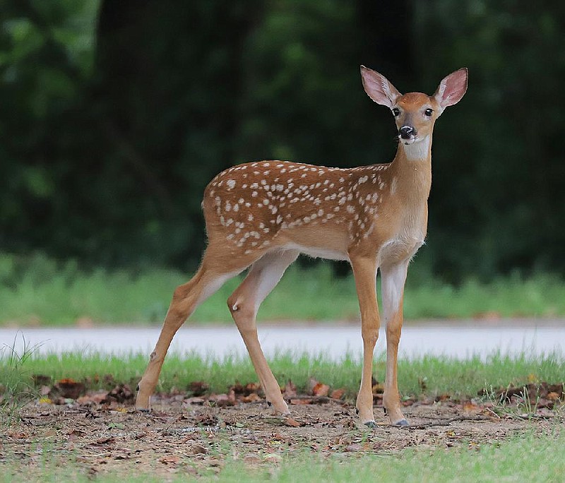 Arkansas Democrat-Gazette/JOHN SYKES JR. - 061719 - A deer stands attentively on the side of Pine Valley Road in Little Rock Monday afternoon.