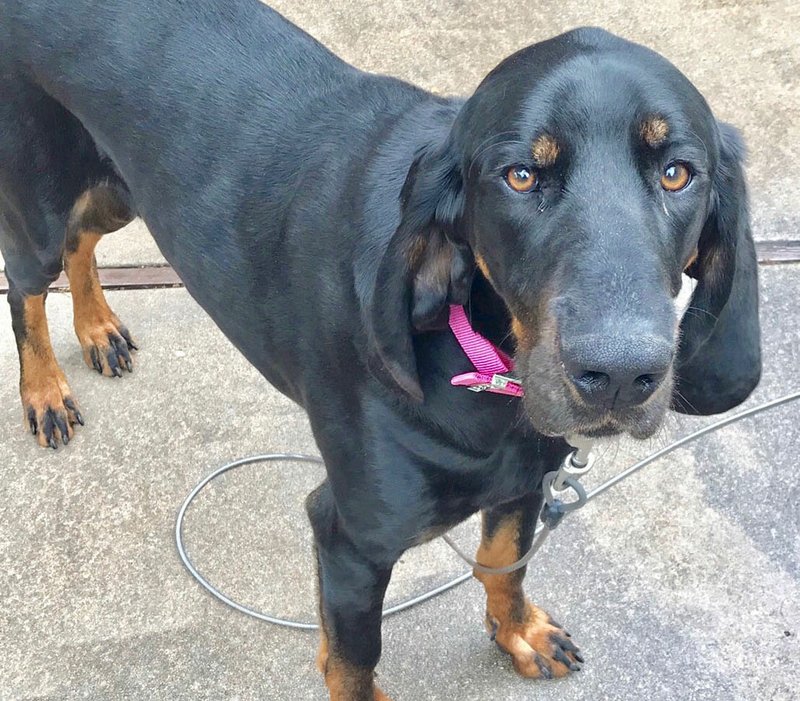 Hank is a four-year-old black and tan coonhound, about 110 pounds and neutered. He has been missing from his home on the north side of Gravette. His family, who has owned him since he was six weeks old, is asking for help to have him returned. Anyone having information is asked to call or text 479-866-7297, 909-519-3215 or 479-866-1911.