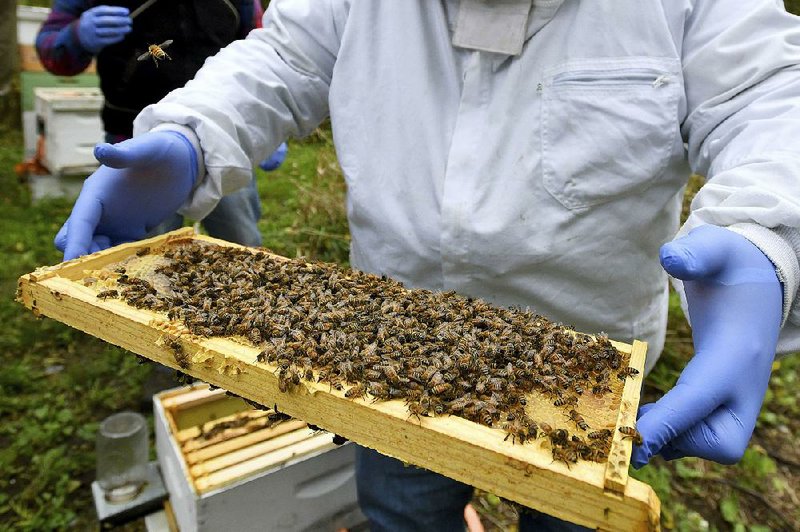 A beekeeper holds a frame of bees in October in Lansing, Mich. An annual survey found that more than a third of honeybee colonies died over the winter. 