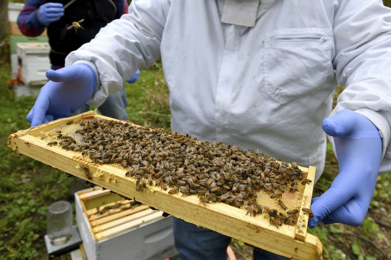In this Oct. 12, 2018 file photo, a man holds a frame removed from a hive box covered with honey bees in Lansing, Mich. According to the results of an annual survey of beekeepers released on Wednesday, June 19, 2019, winter hit America&#x2019;s honeybees hard with the highest loss rate yet. (Dale G. Young/Detroit News via AP)