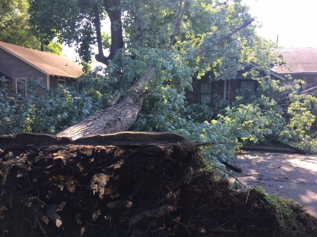 A downed tree is seen on Thursday morning in the 700 block of Orange Street in North Little Rock.