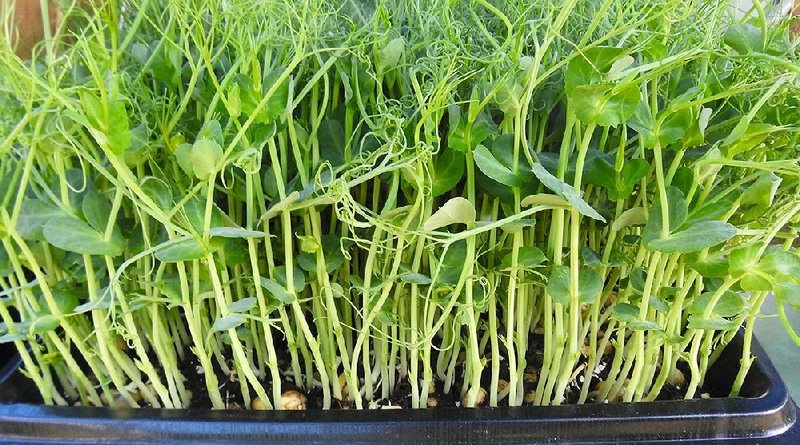 An assortment of green pea microgreens is growing in soil-laden trays at a farmers market in Bayview, Wash. Microgreens are usually larger than sprouts, are grown in soil rather than water for more taste and nutrient quality, and have produced their first growth of tiny leaves that haven’t appeared yet on sprouts. 