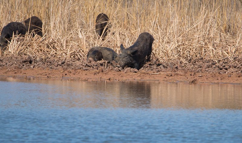 Feral Hogs root and destroy land next to a water source. - Photo by USDA
