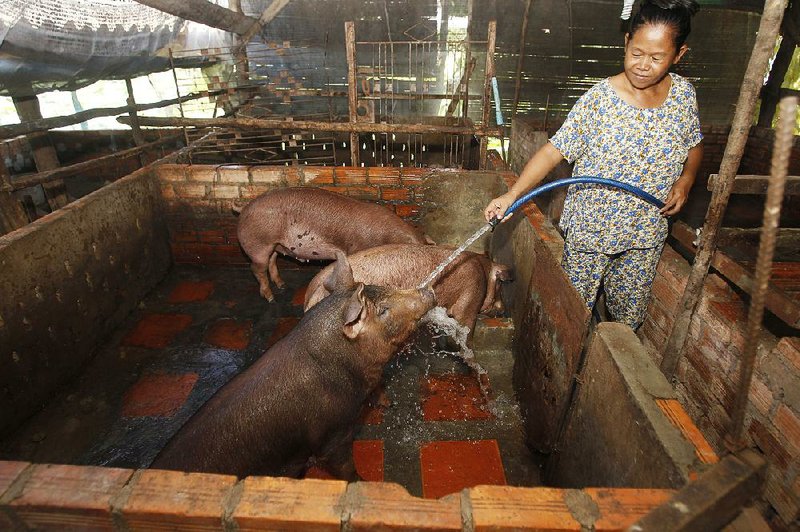 Cambodian Aok Kim cleans her pigs Thursday near her home outside Phnom Penh. Cambodia is one of several Asian countries where an epidemic of swine flu has decimated pig populations. 