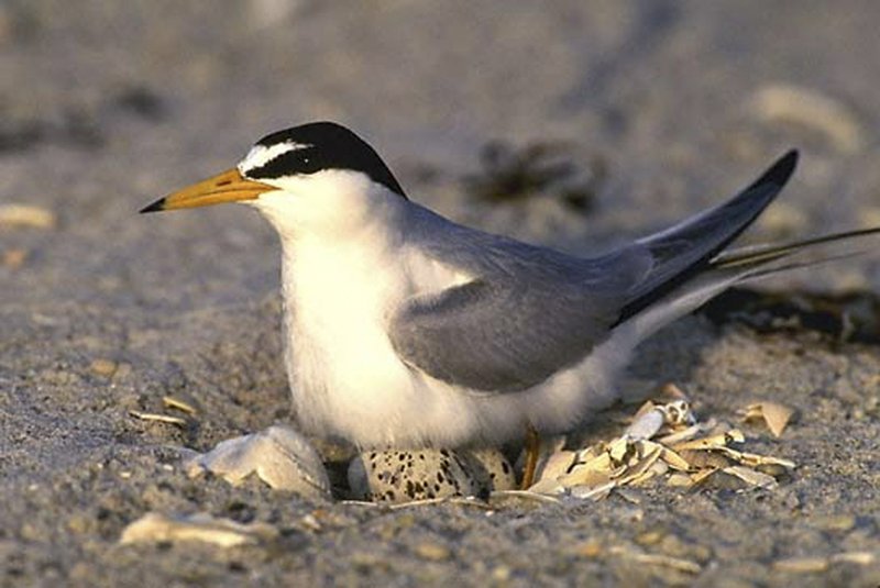 FILE — In this undated photo provided by the U.S. Fish and Wildlife Service Wednesday, July 9, 2014, in Little Rock, an interior least tern sits on an egg on an island in the Arkansas River. (AP Photo/U.S. Fish and Wildlife Service)
