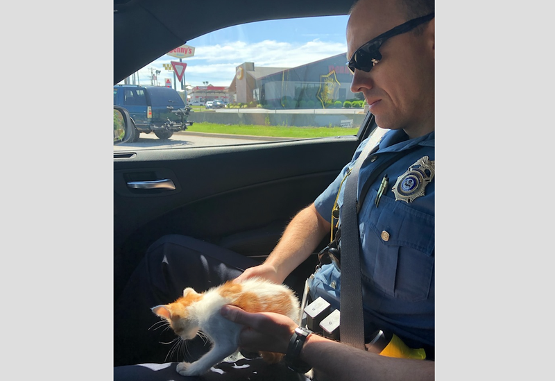 An Arkansas State Police trooper holds a cat rescued Tuesday morning from a concrete barrier on Interstate 49. 
