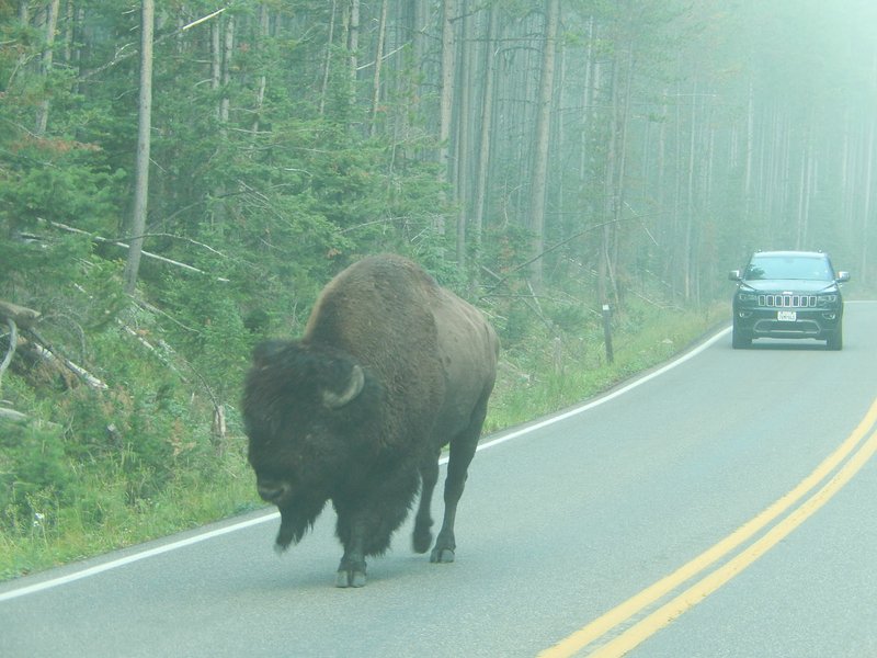 Photo courtesy of Gene Linzey A buffalo rules the road in Yellowstone National Park.