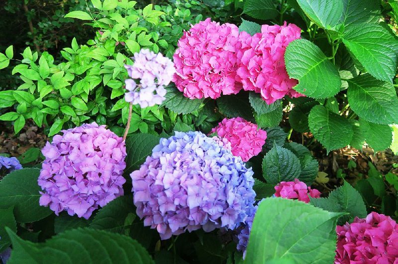 Hydrangeas are sensitive to soil pH, with acid soil producing blue flowers and alkaline producing pink — sometimes on the same plant. 