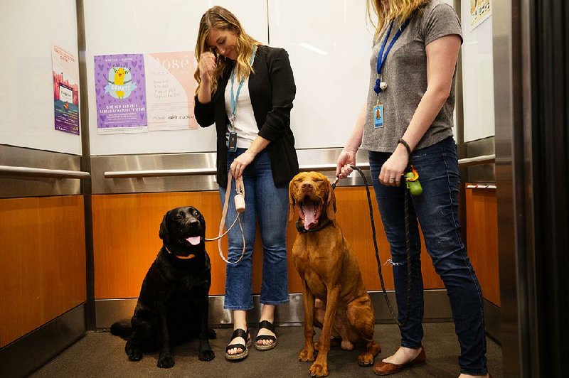 Lauren Lee (left) and Agata Skora, with their dogs Emmy and Manu, head up the elevator for a day of work at Amazon in Seattle. 