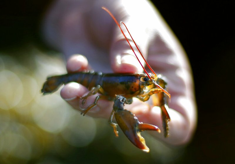 Baby lobster numbers spell trouble for shellfish population
