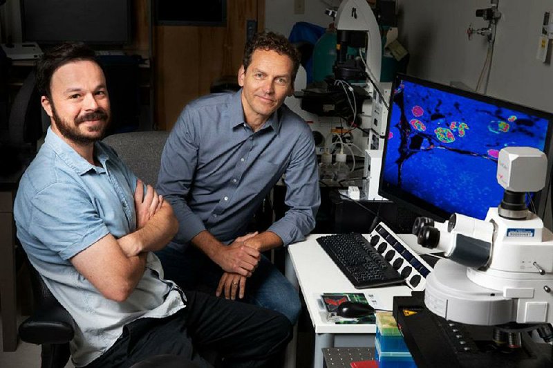 Rafael Arrojo e Drigo and Martin W. Hetzer of the Salk Institute led the study in which the age of neurons in mouse brains was com- pared with that of cells in the liver and pancreatic islets.