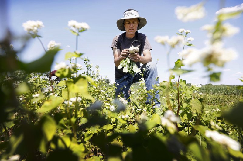 In this Monday, June 10, 2019 photo, Andrew Dunham harvests Hakurei turnips on his 80-acre organic farm, in Grinnell, Iowa.