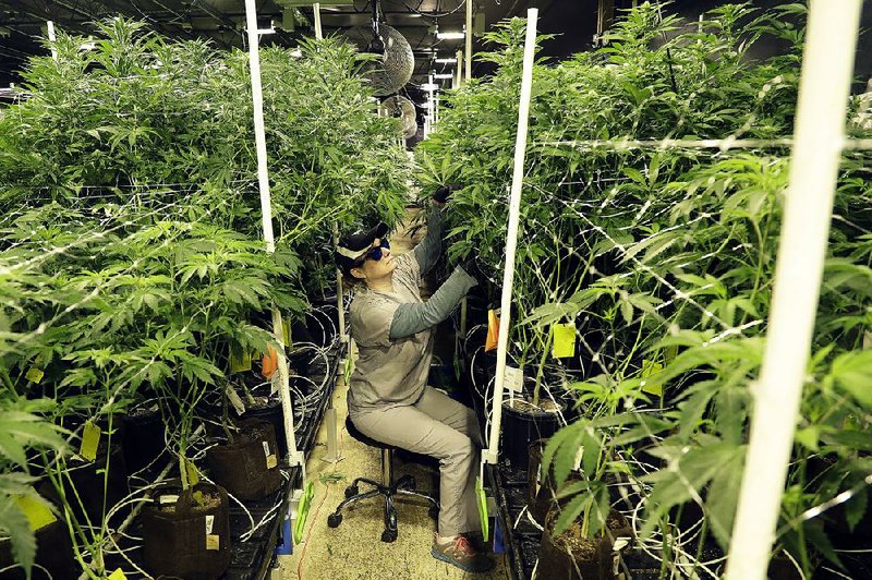 Heather Randazzo, a grow employee at Compassionate Care Foundation’s medical-marijuana dispensary, trims leaves off marijuana plants in the company’s grow house in Egg Harbor Township, N.J., earlier this year. 