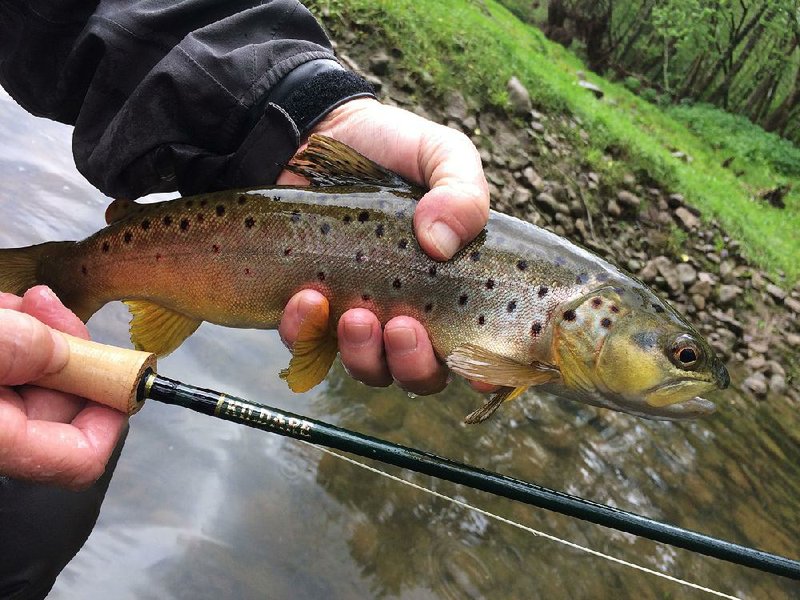 The author caught his first trout on his new Reilly Kildare 4-weight fly rod at Mossy Shoal in July 2018.