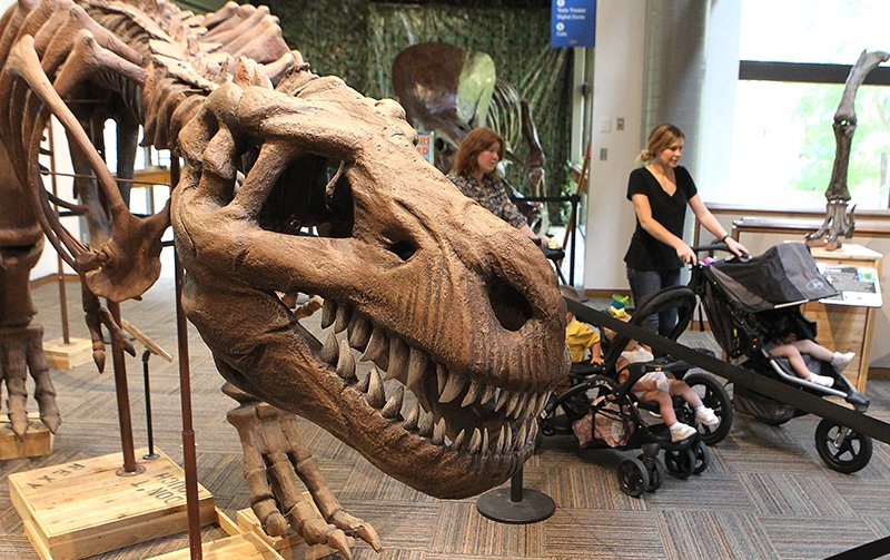 The Sentinel-Record/File photo - Visitors at the Mid-America Science Museum stroll past a skeletal replica of a Tyrannosaurs Rex, part of the "Dinosaurs Revealed" exhibit, May 2016.