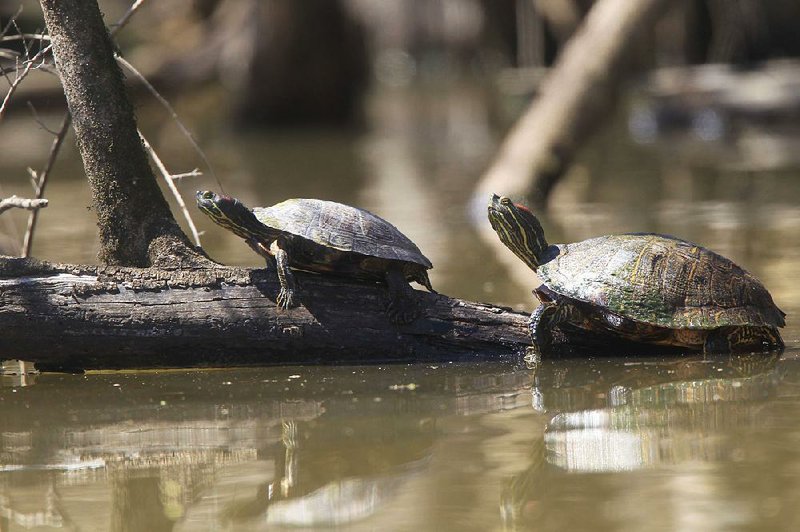 A red-eared slider stands on a log at a reservoir in the White River wildlife refuge. From 2004-17, more than 1.3 million turtles were commercially harvested in Arkansas, most of them red-eared sliders. 