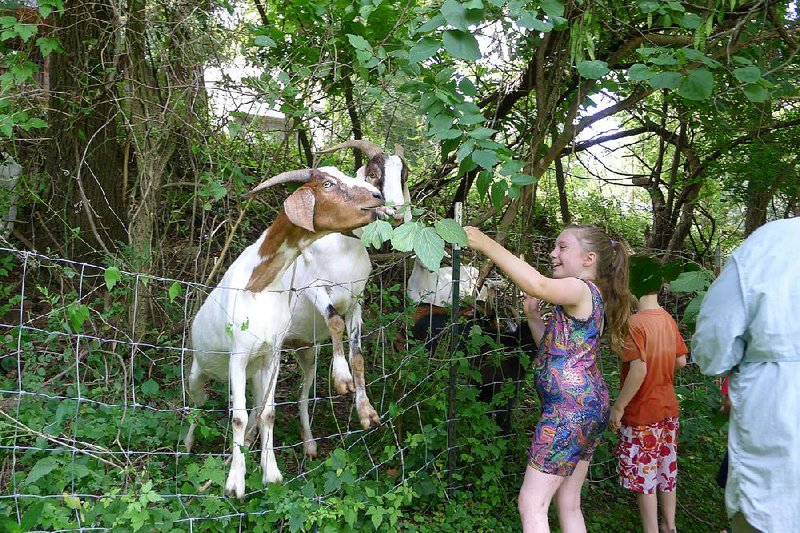 Zoe Allen, 9, of Fayetteville feeds leaves to a goat in Wilson Park on Wednesday. 