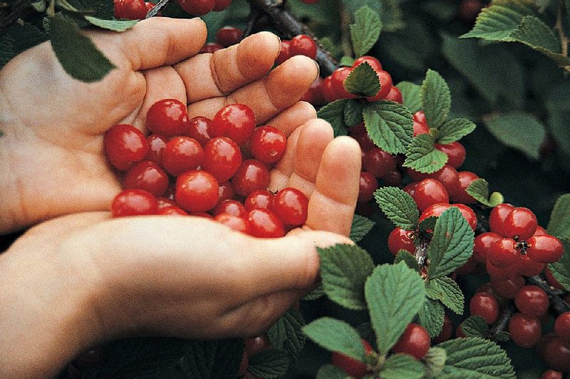 This undated photo shows Nanking cherries in New Paltz, N.Y. Nanking cherries are borne on large bushes that usually bear enough sweet-tart cherries to thoroughly clothe the stems. 