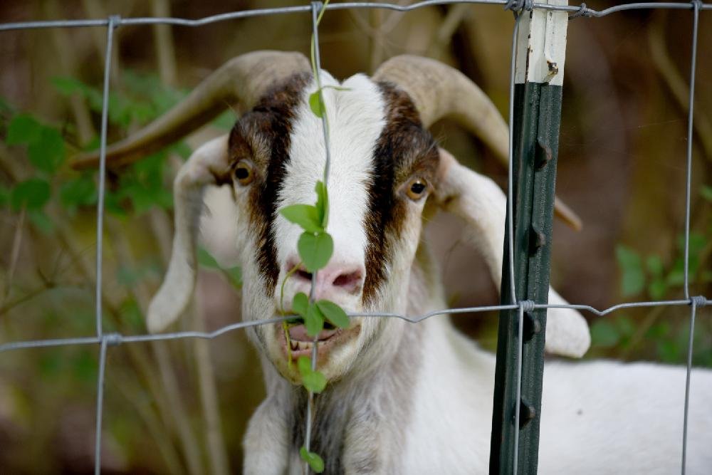 Goats in Northwest Arkansas park