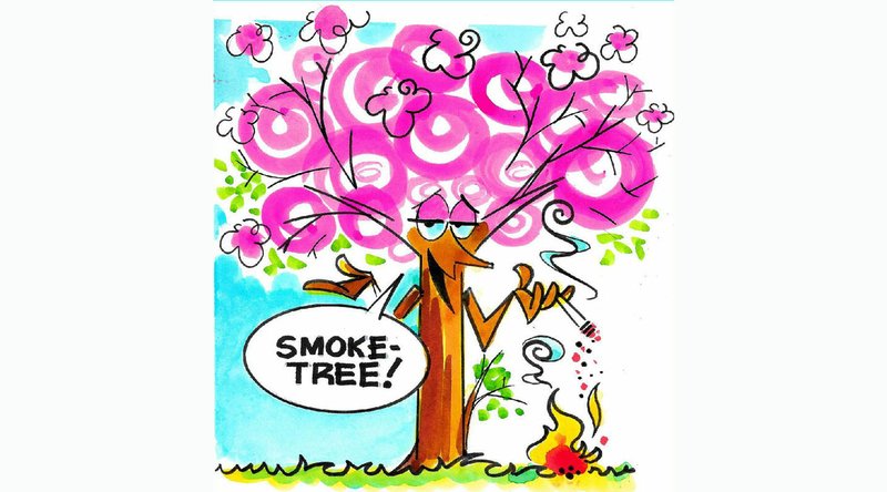 Arkansas Democrat-Gazette smoke tree illustration. 