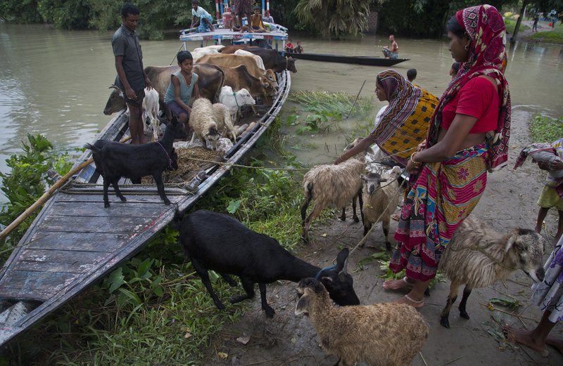 Flood effected villagers transport their cattle to a highland in Katahguri village along the river Brahmaputra, east of Gauhati, India, Sunday, July 14, 2019. Officials in northeastern India said more than a dozen people were killed and over a million affected by flooding. Rain-triggered floods, mudslides and lightning have left a trail of destruction in other parts of South Asia. (AP Photo/Anupam Nath)