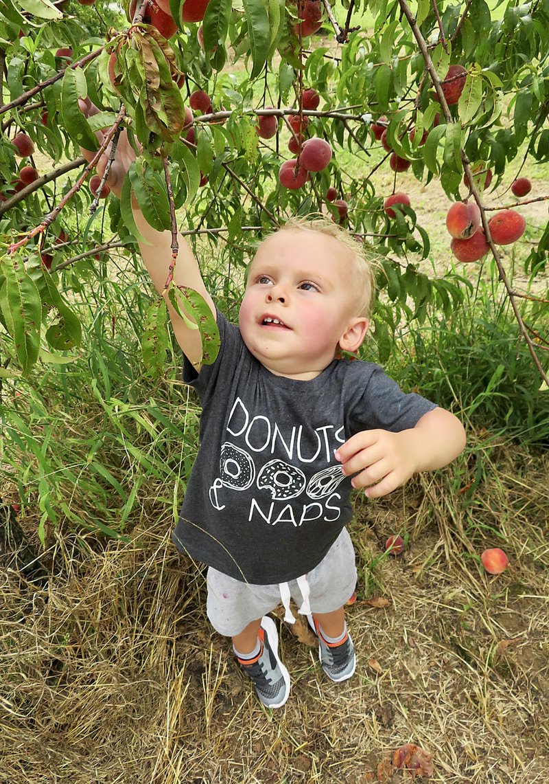 Peach and blackberry picking in full swing